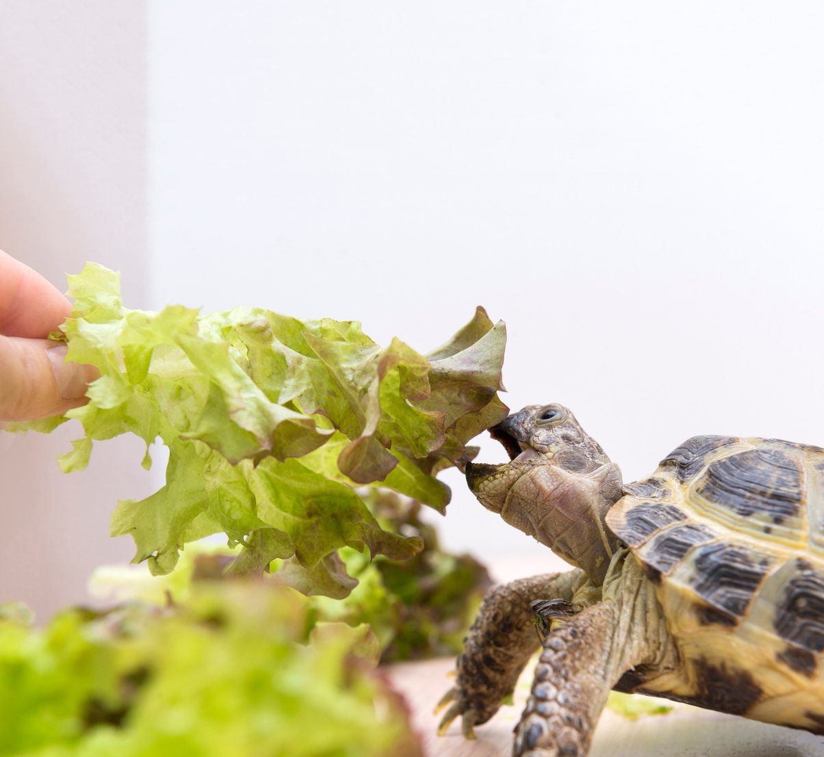 land turtle eats lettuce, lettuce, animal eats greens reptile,