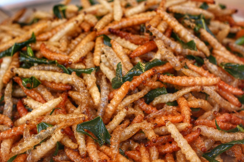 Fried insects mealworms