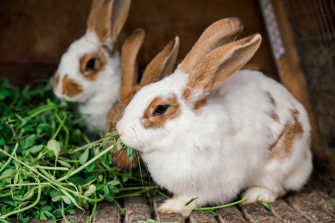 rabbits in a cage eat grass. rabbit cage. feeding rabbits.