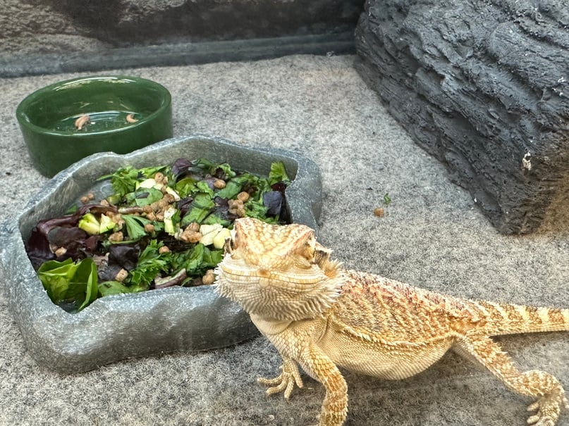 Bearded dragon