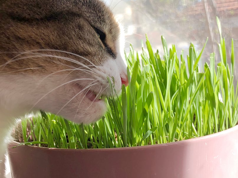 Healthy Wheatgrass for Cat