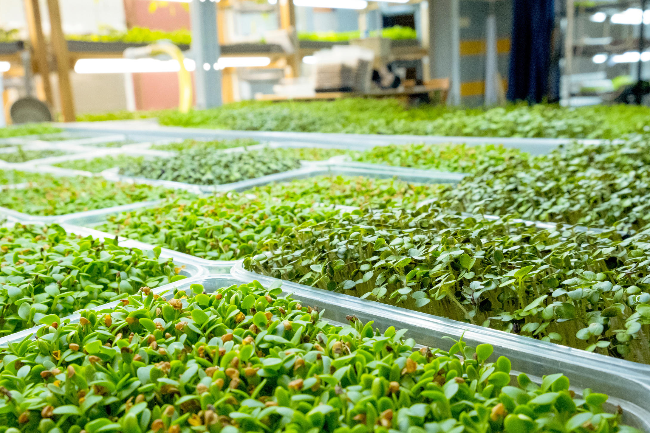 Microgreens Growing in Plastic Tubs